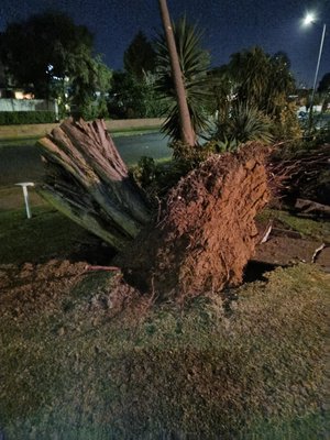 An uprooted tree. 